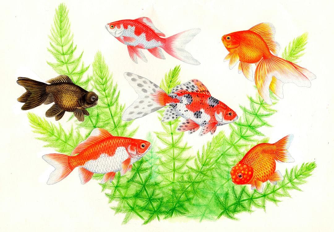 【絵画】ネイチャーアート　「金魚」原画