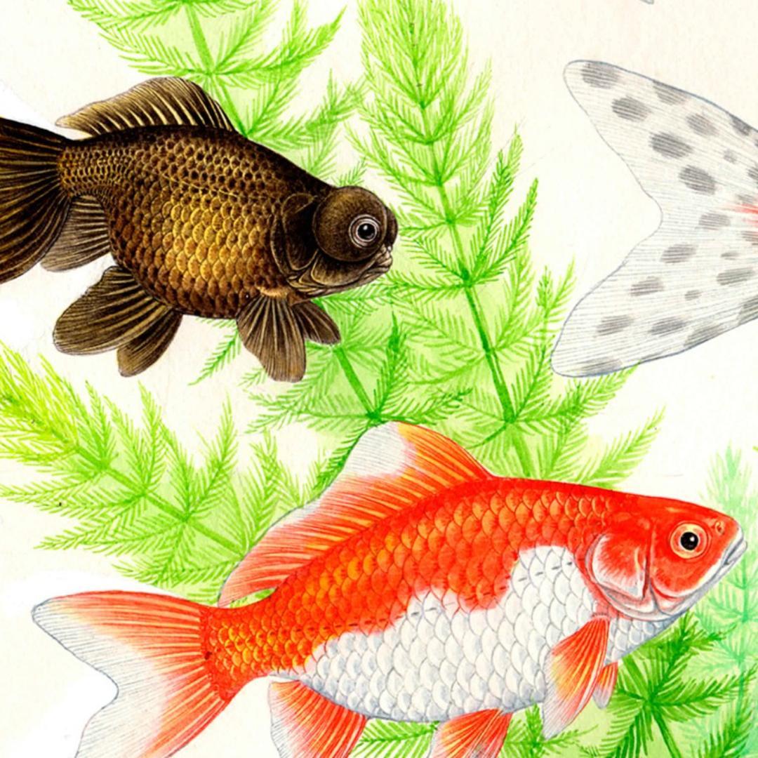 【絵画】ネイチャーアート　「金魚」原画