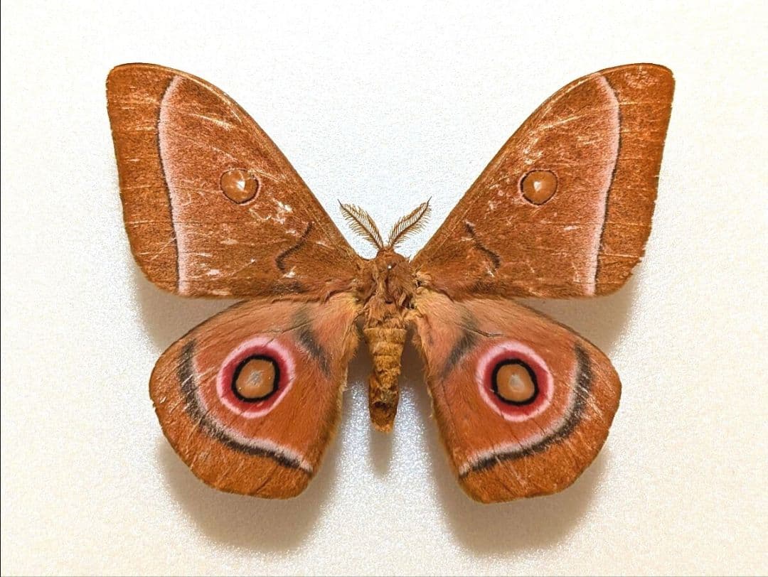 美麗種 リチャーバトラフヤママユ 蛾 標本 _ _ mountain cocoon moth
