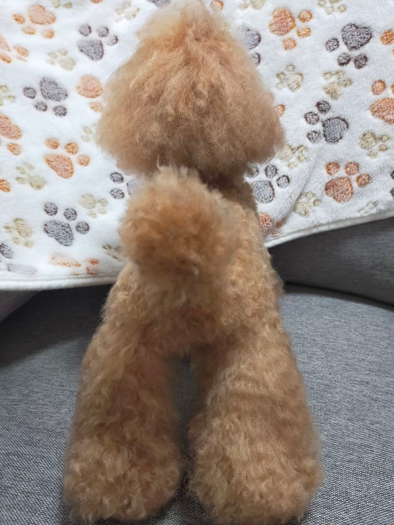 送料込み。トイプードルレッドちゃん。トップノットおリボン♡