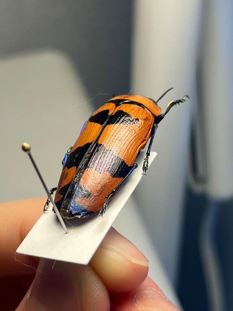 35mm】クロモンベニオウサマムカシタマムシ Calodema標本 スハンダエ