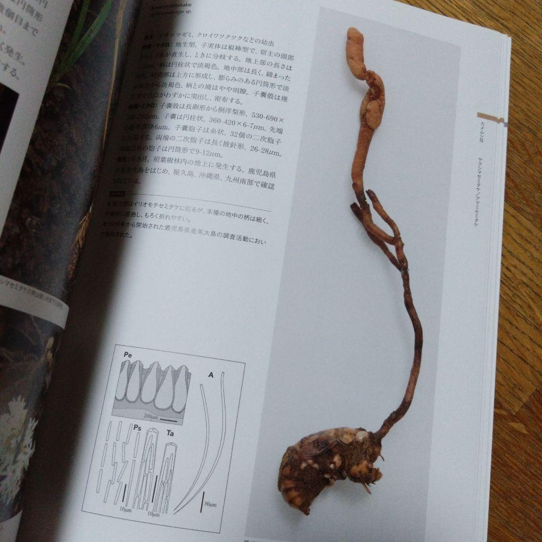冬虫夏草生態図鑑 採集・観察・分類・同定、効能から歴史まで 240種類