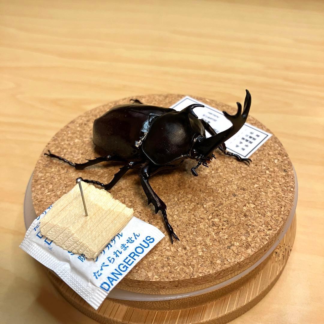 昆虫標本】カブトムシ ガラスケース入り - メルカリ