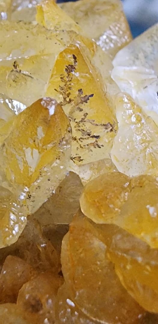 黄金の樹枝状歯方解石