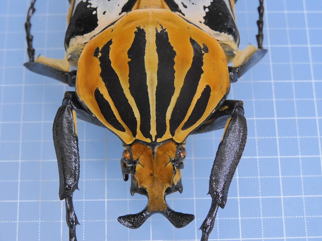 Goliathus cacicus 83mm