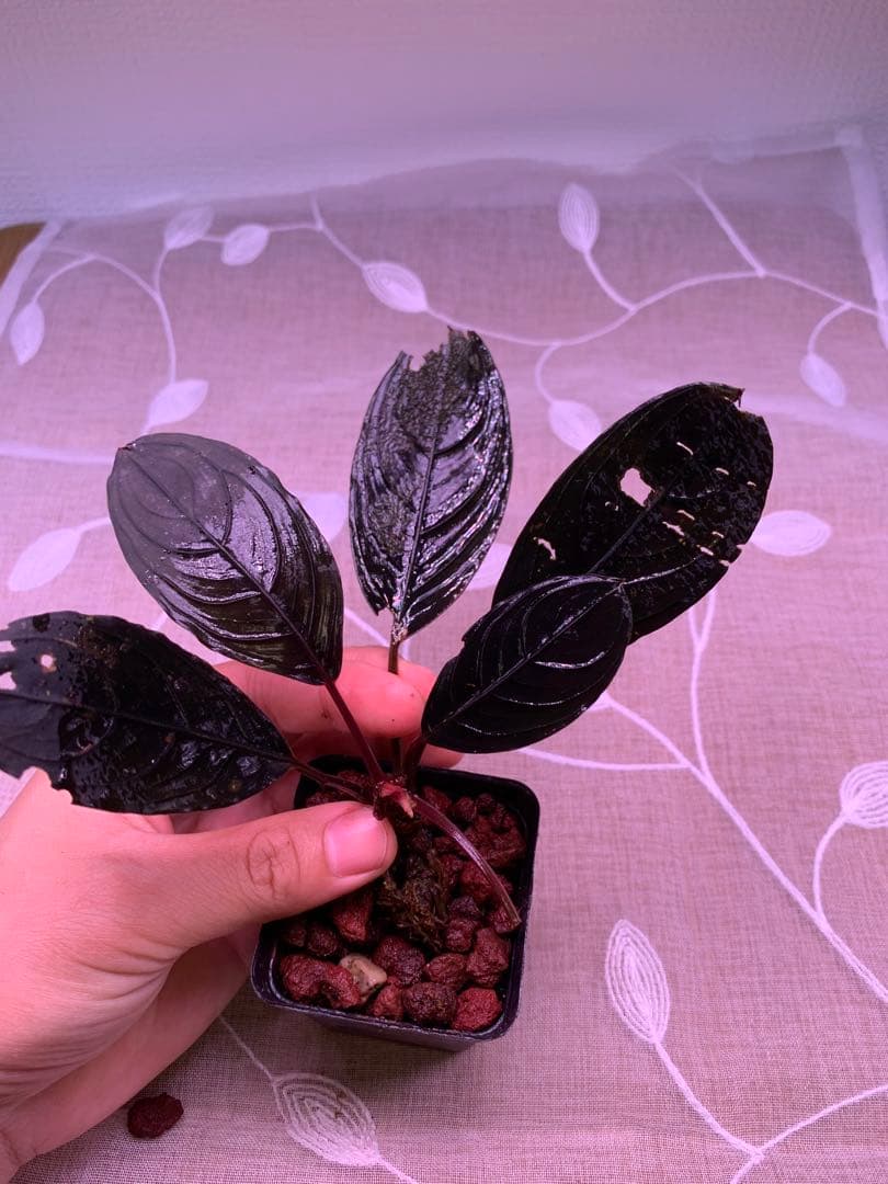 ブセファランドラ スケルトンキング 15株