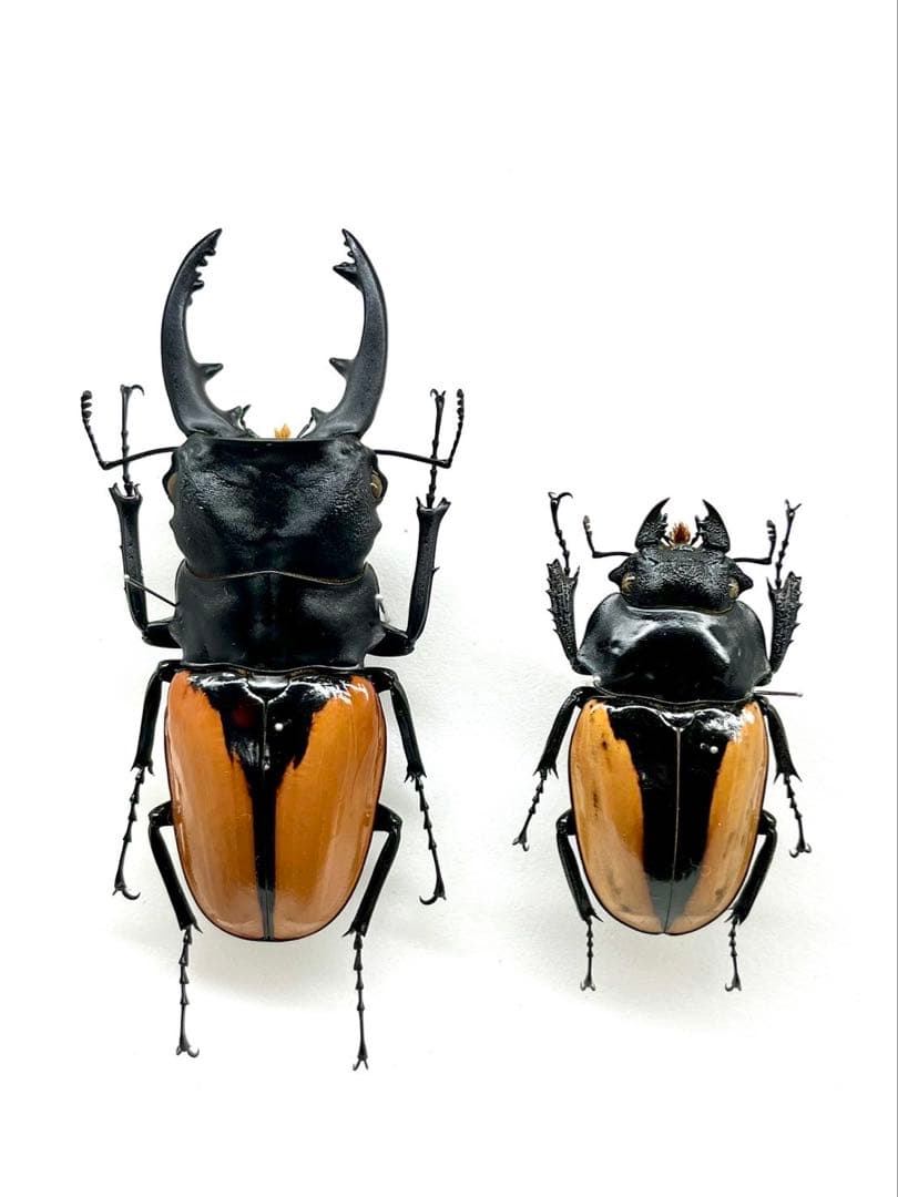 ブルマイスターツヤクワガタ　標本　ペア
