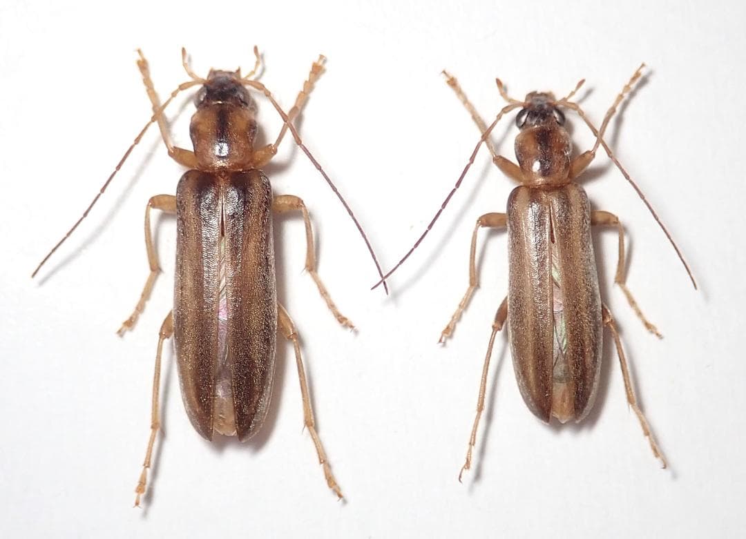 昆虫標本 ムネスジフトカミキリモドキ