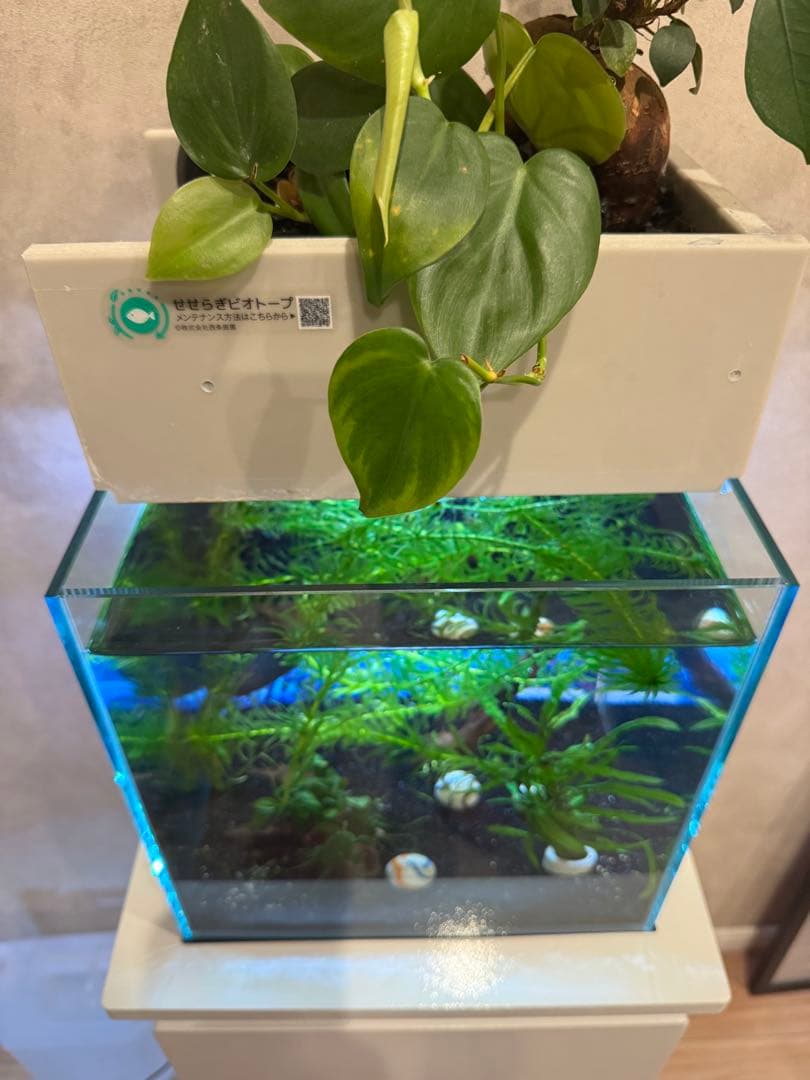 西条庭園 せせらぎビオトープ25cm型 照明付き - メルカリ