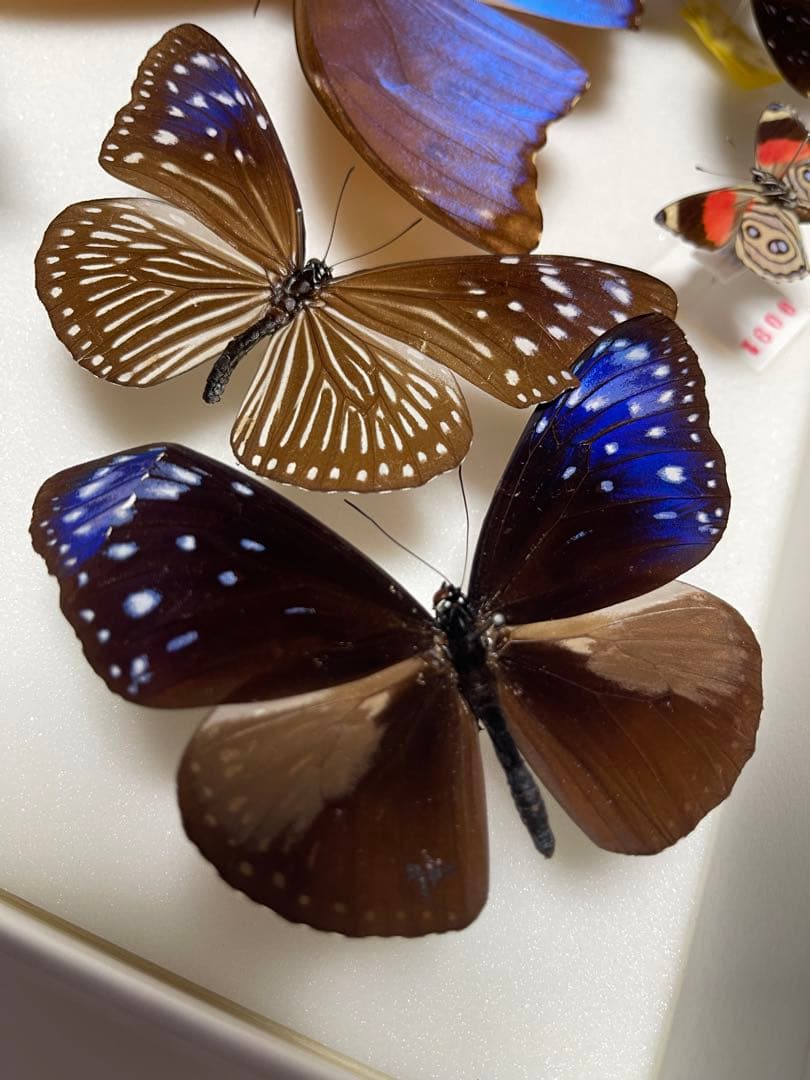 希少！外国産 国産 蝶標本12セット ディディウスモルフォ/ナンベイ