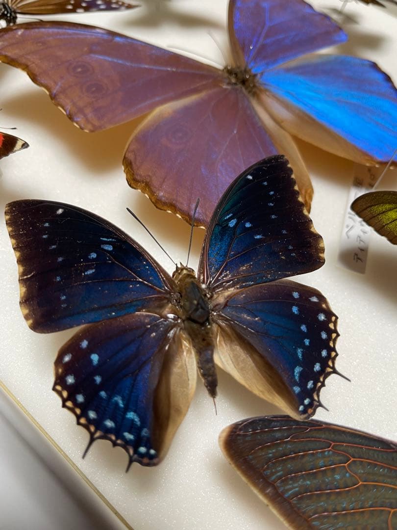 希少！外国産 国産 蝶標本12セット ディディウスモルフォ/ナンベイ