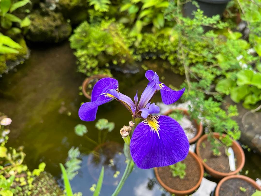 希少種キリガミネヒオウギアヤメ1株