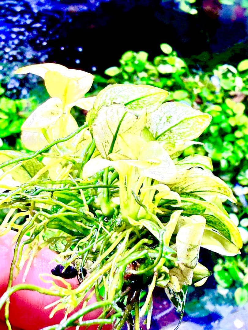 アヌビアス・ナナホワイト＋ブセファランドラ・バイオレット セット