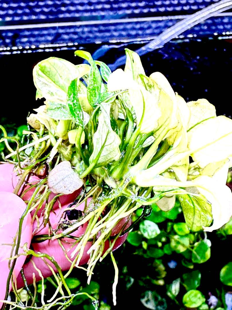 アヌビアス・ナナホワイト＋ブセファランドラ・バイオレット セット