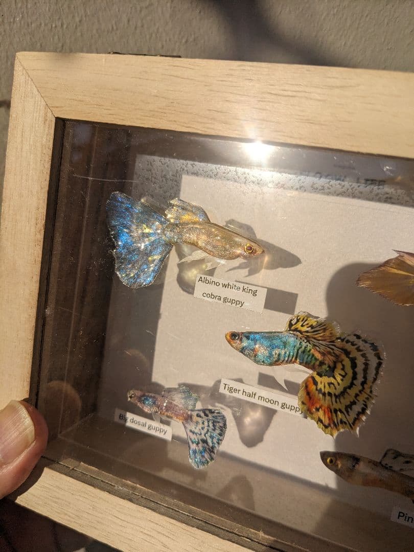 グッピー（5種） 標本箱｜グッピー（5種） 標本箱 - メルカリ