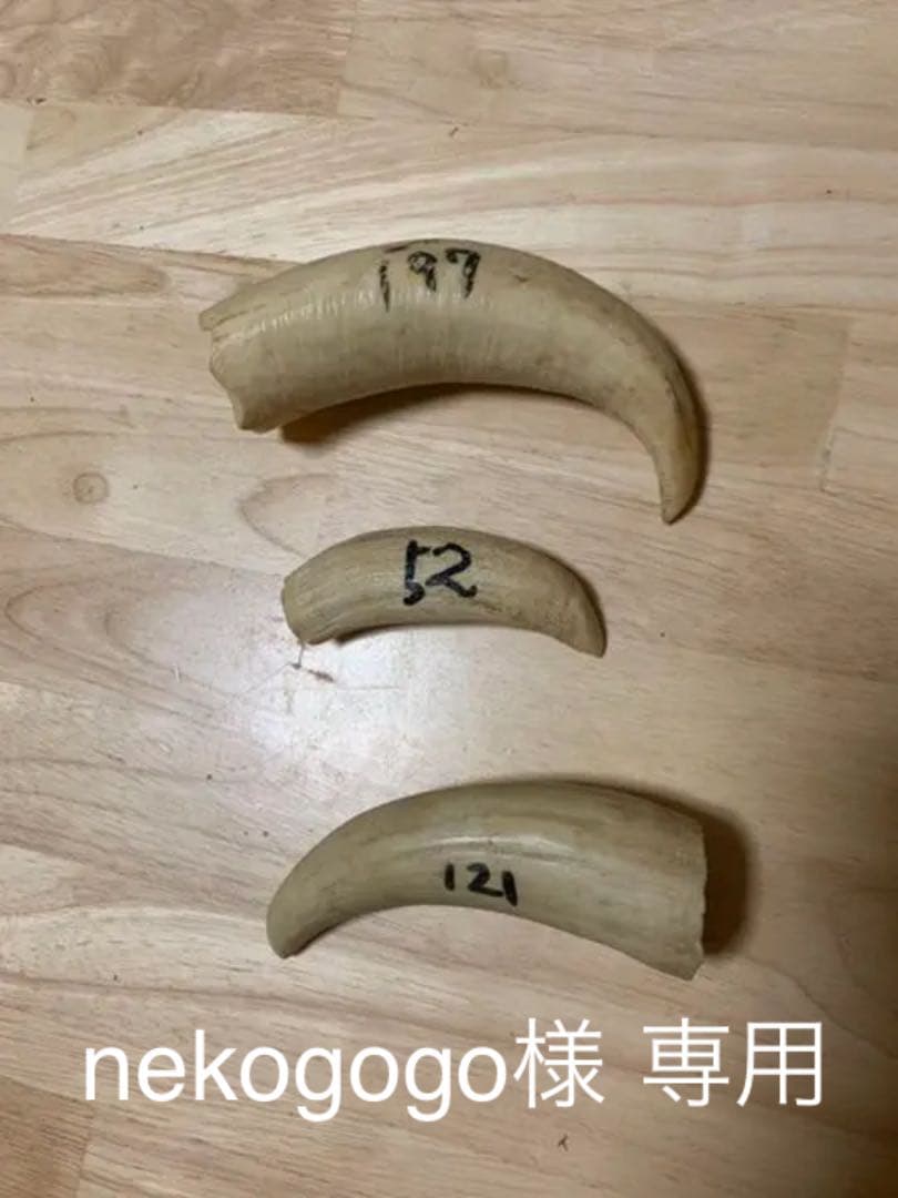 クジラの歯 マッコウクジラ 歯 鯨歯 特大 426.29g 印材や工芸品の