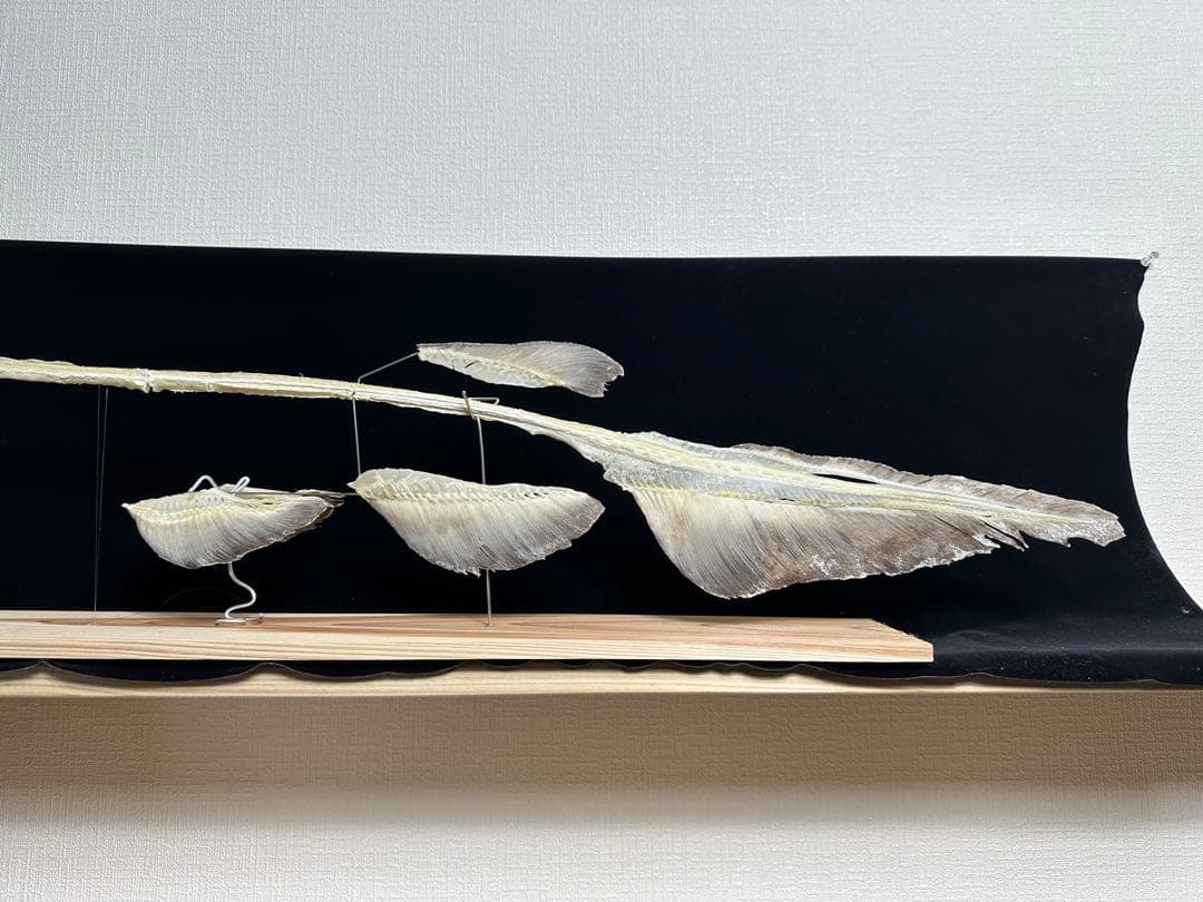 ラブカ 全身骨格