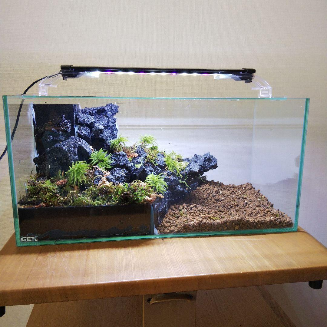 完成品】滝のあるアクアテラリウム イモリウム 苔テラリウム アクア