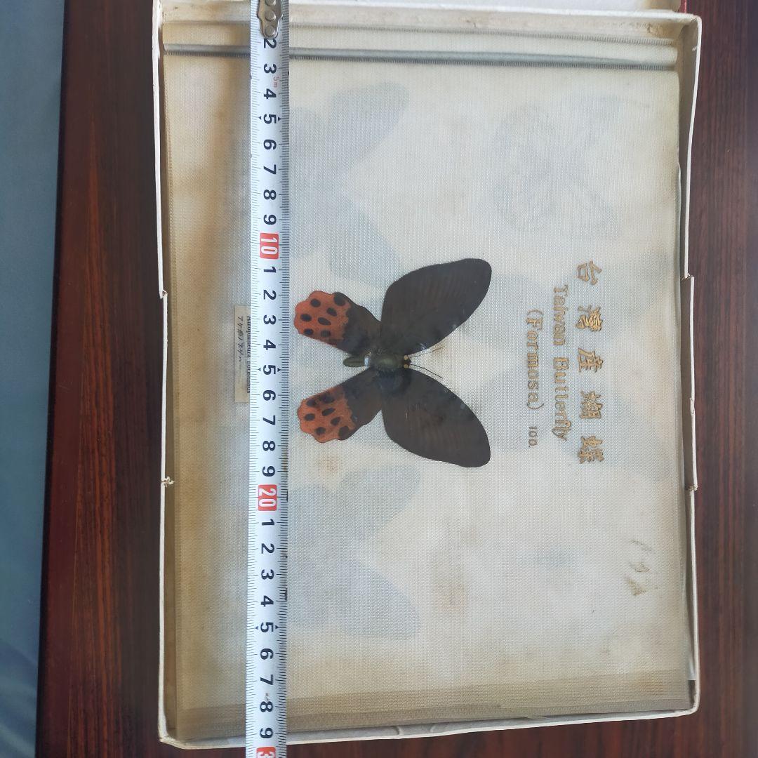 京都大学蝶類研究会 台湾産蝶類 標本 No. 100 101枚 中国