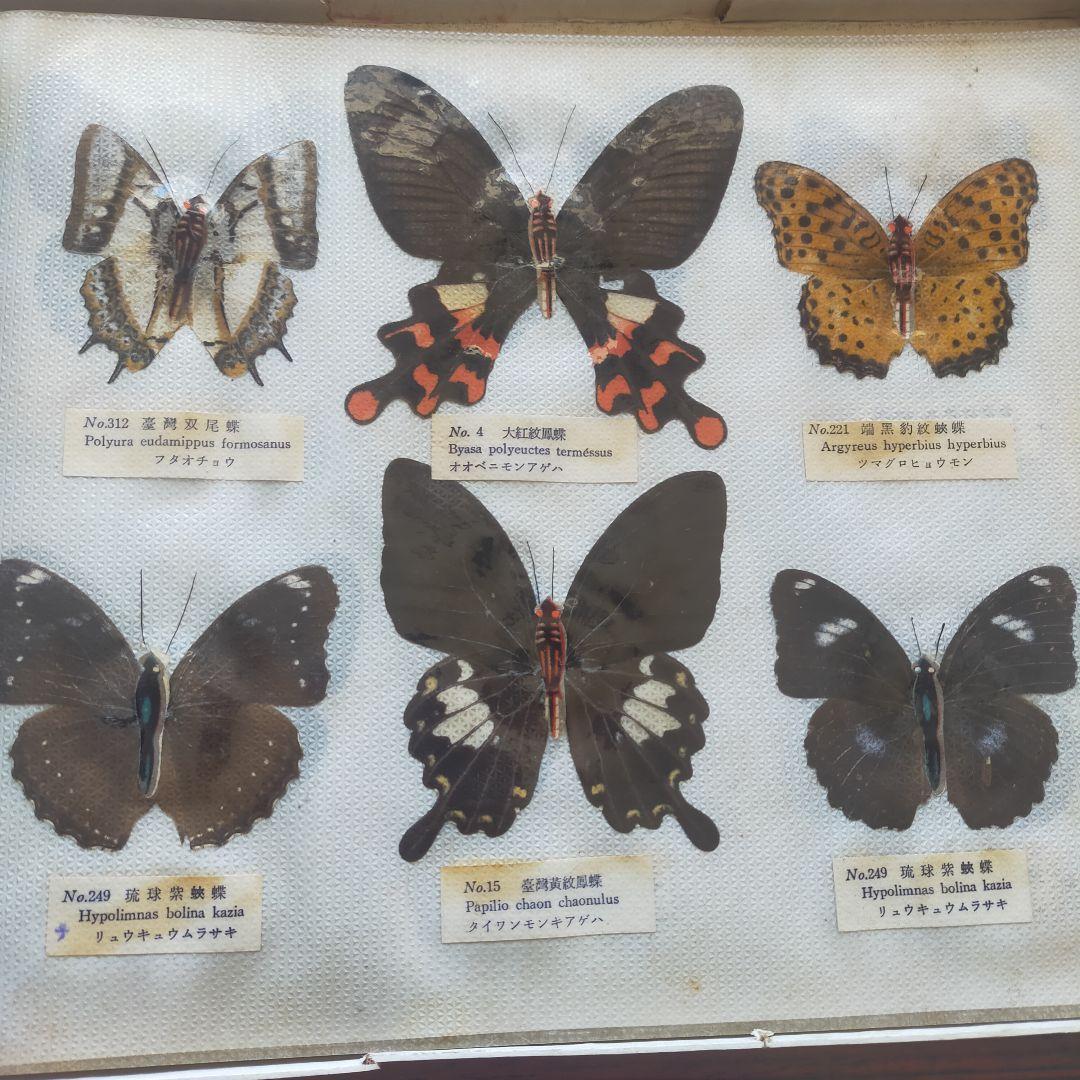 台湾産蝶類 標本 No. 100 101枚 中国 中国のチョウ