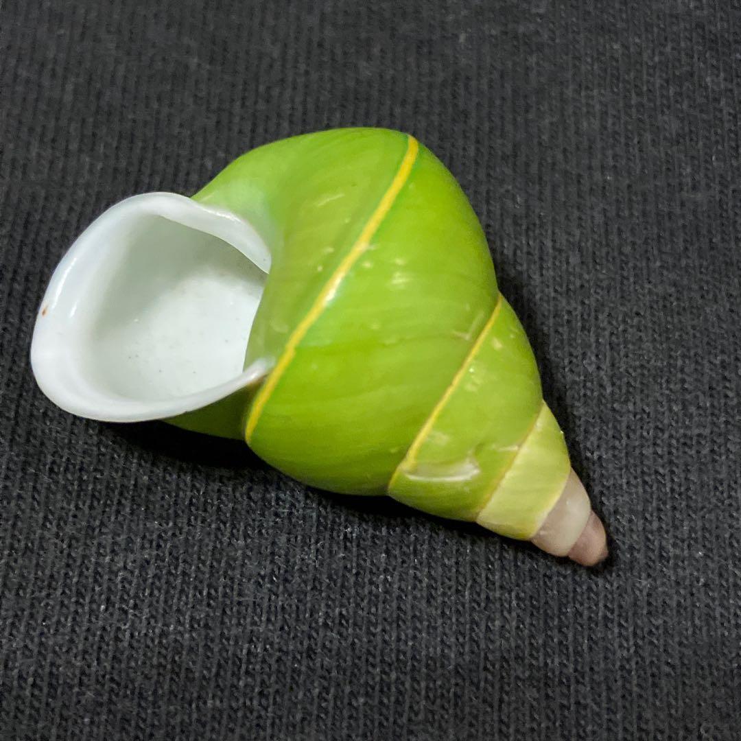 貝殻 標本 ミドリパプアマイマイ 陸貝 カタツムリ - メルカリ