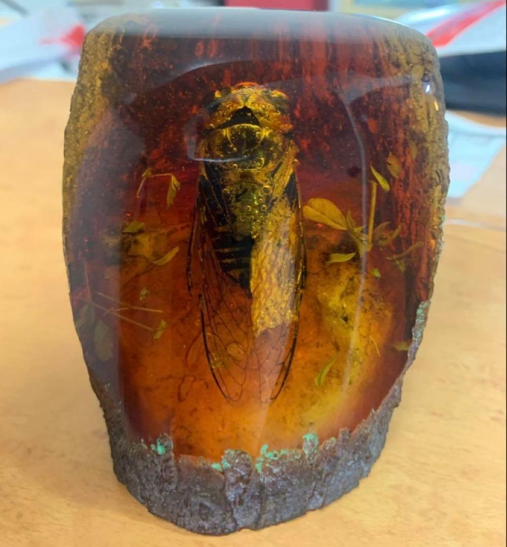 琥珀 セミの標本 セミ レジン封入 テイオウゼミ樹脂琥珀標本 大型