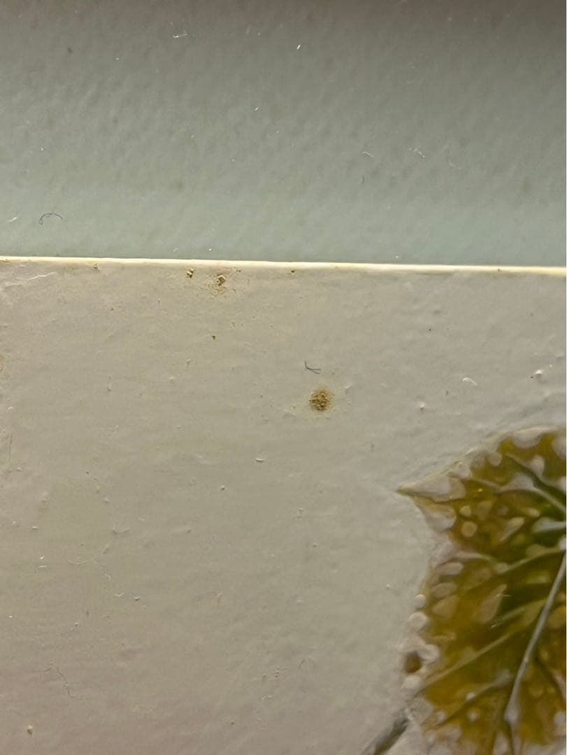 篠原愛 「Summer garden」2013年制作