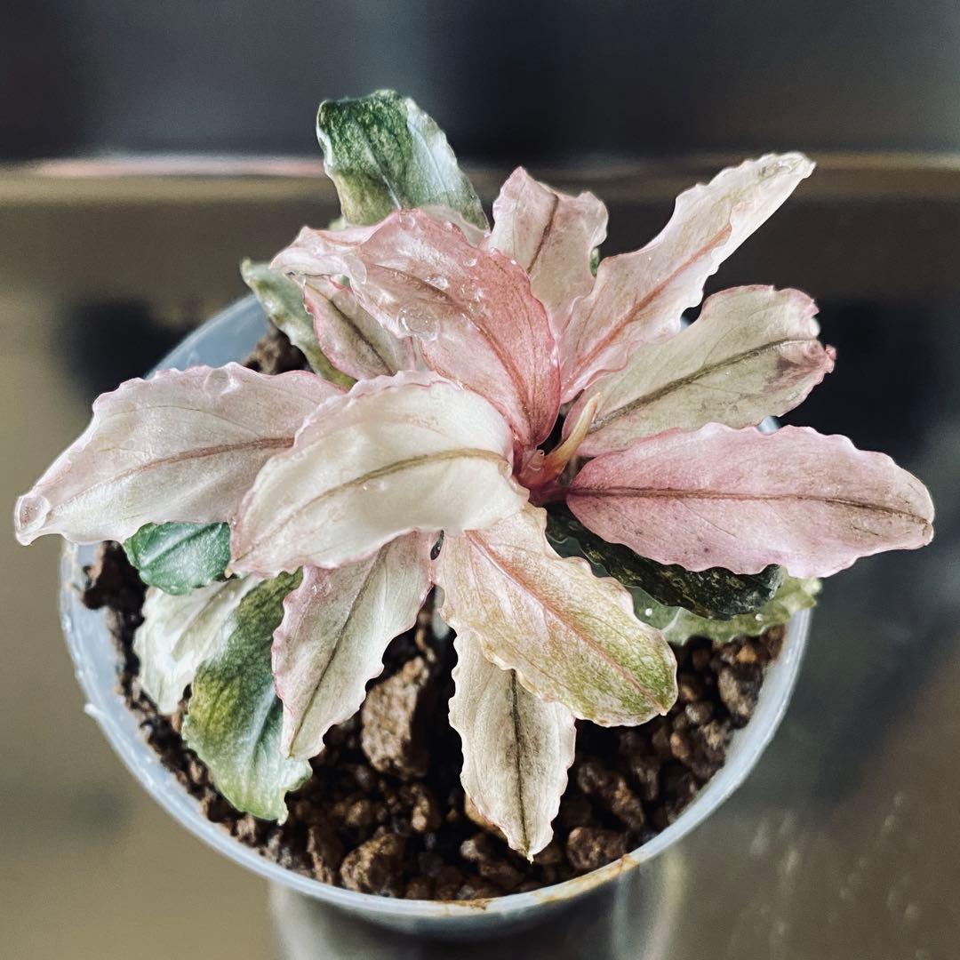 Bucephalandra sp.PinkVariegatedピンクバリエガータ
