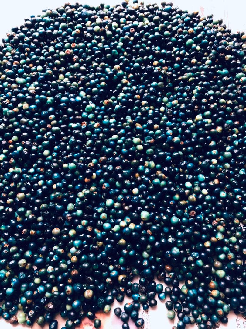 クサギの実　草木染め　1,008g