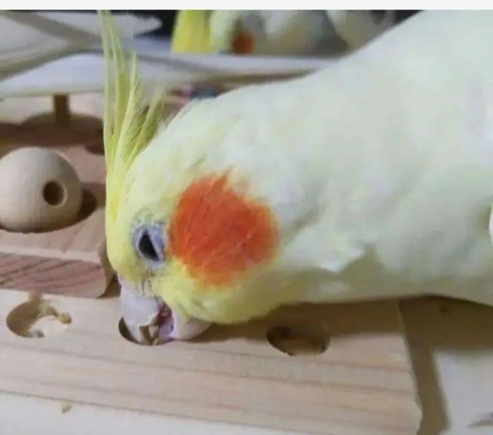 47 ⭐ インコ フォージングトイ ⭐ バードトイ おもちゃ 文鳥 ことり