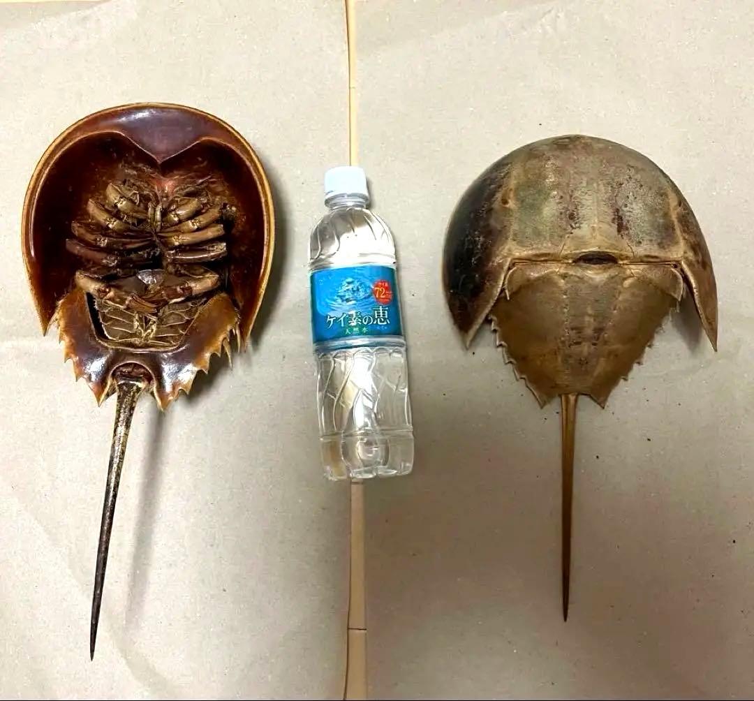 特大カブトガニ標本2体セット - メルカリ
