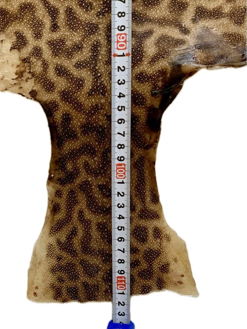 鮫胴　刀剣　虎鮫③