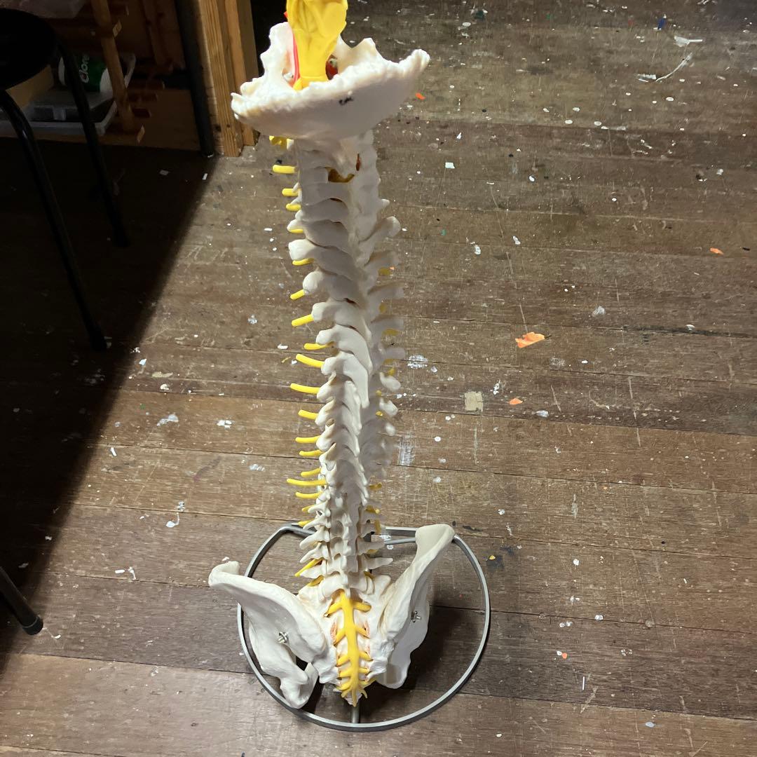 ソムソ　 SOMSO 人体模型