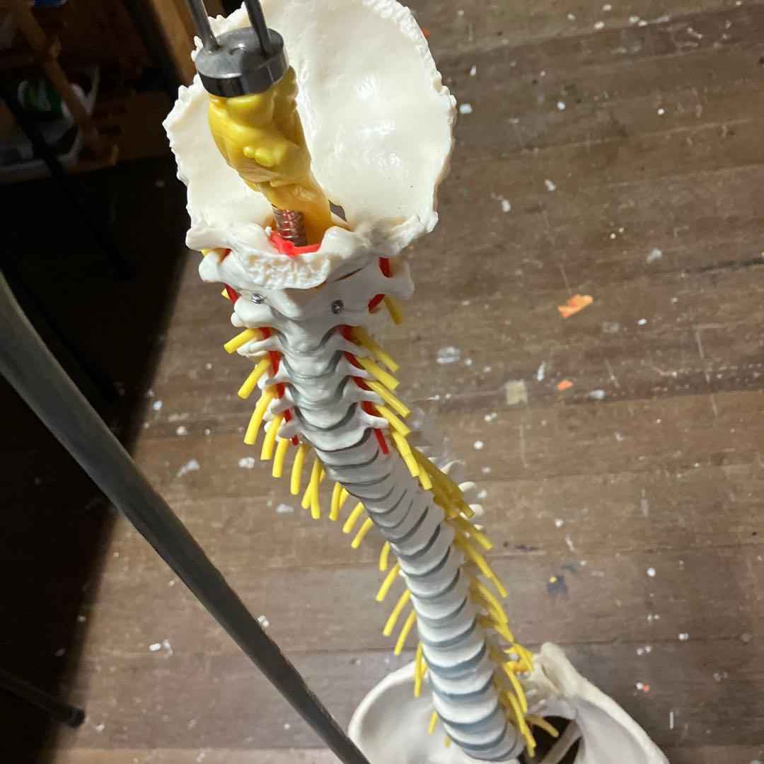 ソムソ　 SOMSO 人体模型