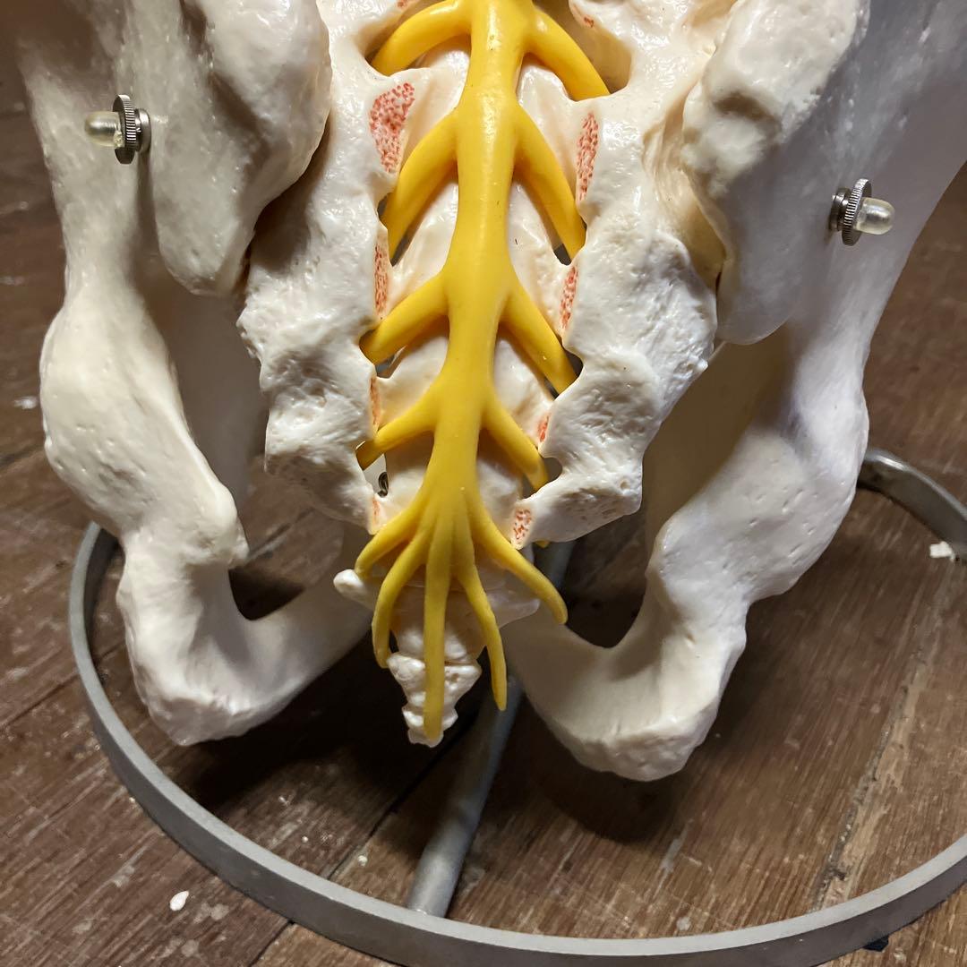 ソムソ　 SOMSO 人体模型