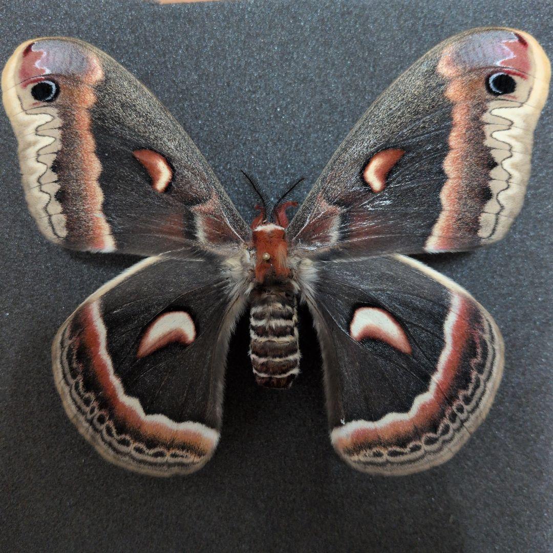 昆虫標本1 セクロピアサン 蝶標本 蛾標本 美麗！ 外国産蝶標本