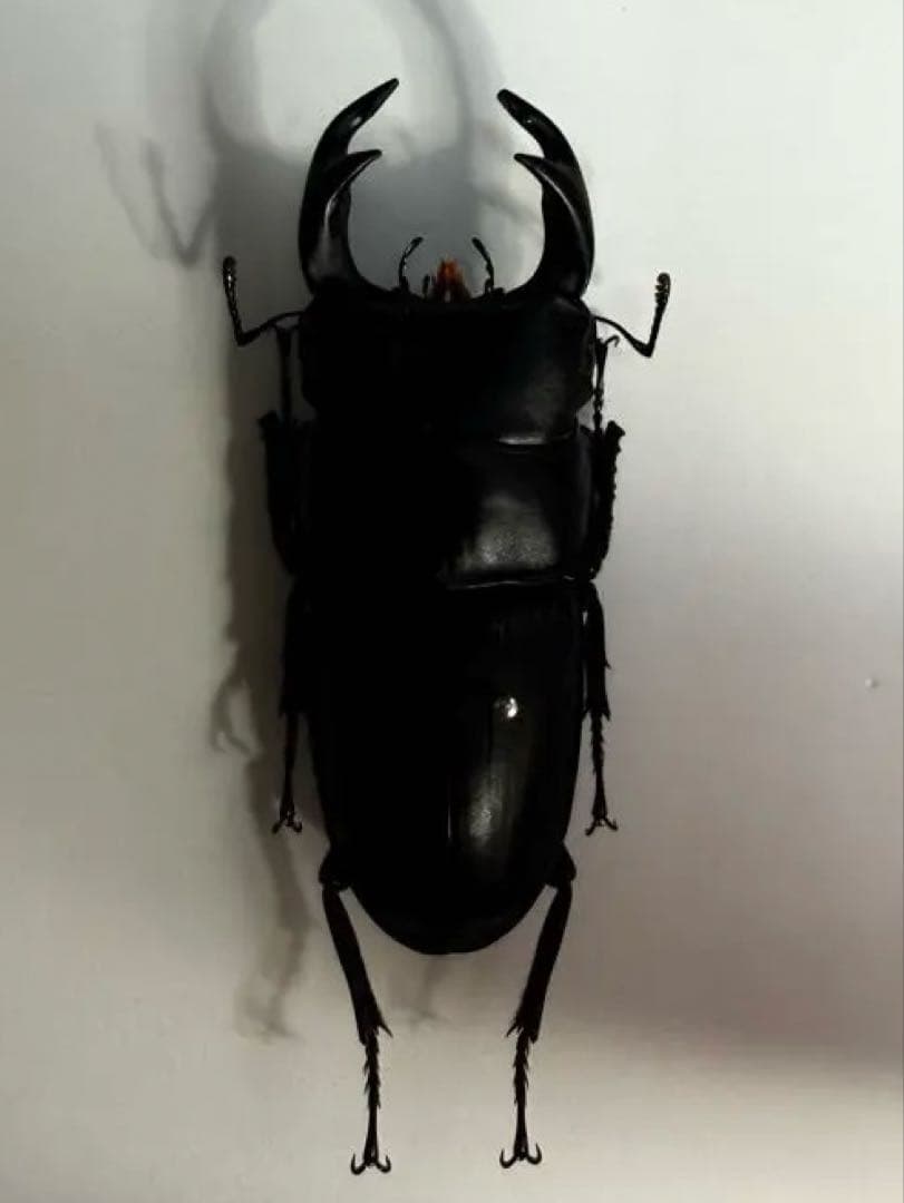 53mm】ルリヒゲノコギリカミキリ 標本ナンベイオオタガメ ハナムグリ