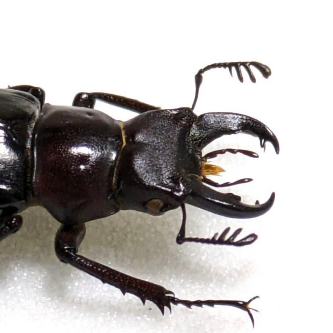 昆虫標本】ミクラミヤマクワガタ 標本 野生 ワイルド 黄紋型 - メルカリ