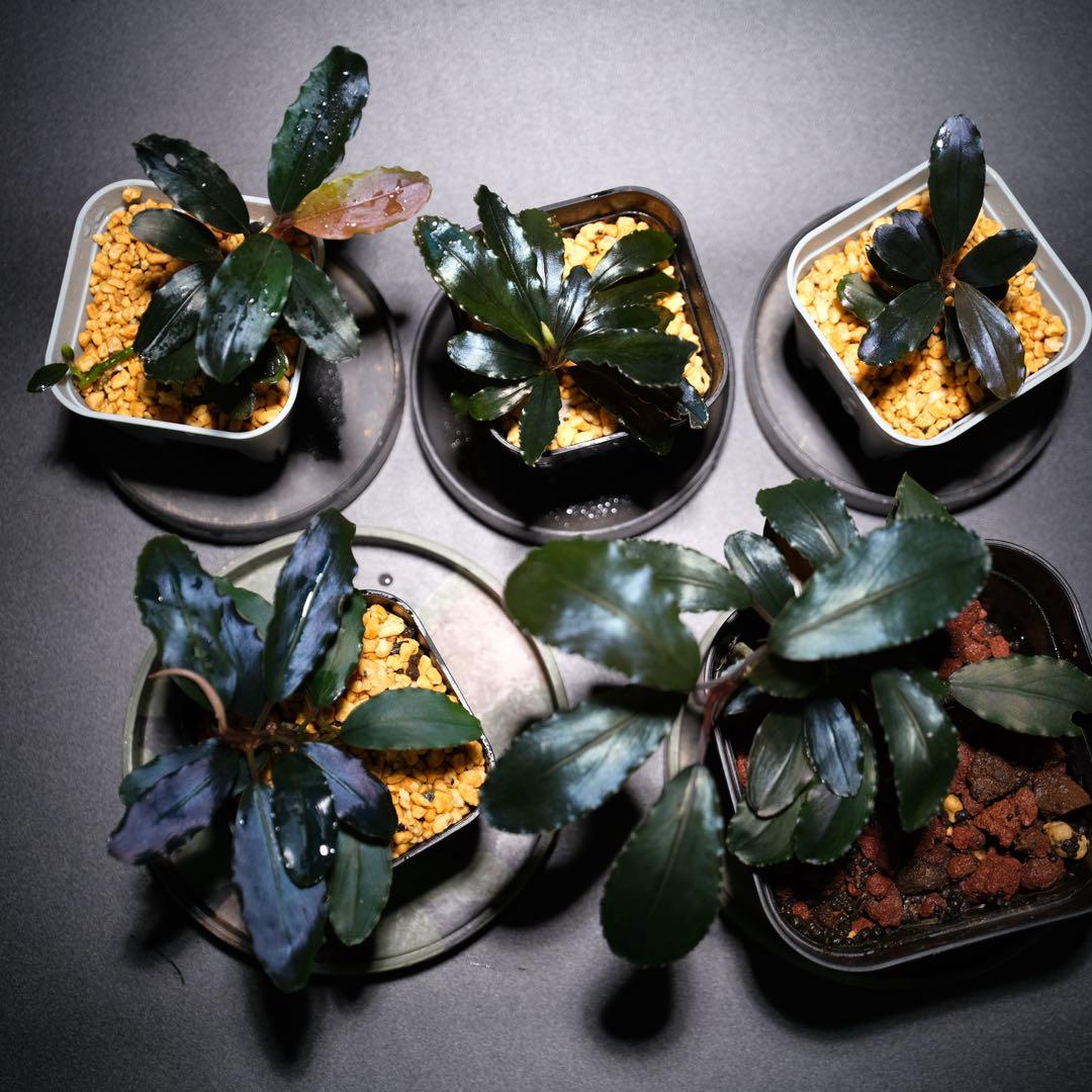 K@RさんBucephalandra sp. Dark Africa Yahoo!オークション