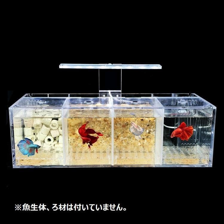 ベタ飼育用水槽 4室 LEDライト 小型ポンプ付き デザイン水槽