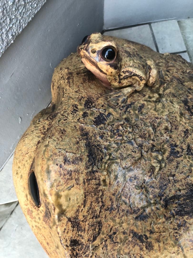 カエルの置き物 かえるの親子 大きな蛙 縁起物 オブジェ 特大