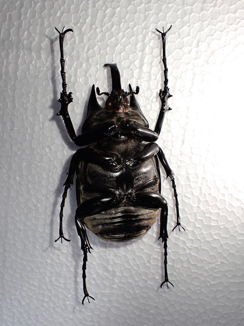 標本】ヴァズデメロゾウカブトボリビア産100.1ミリ飼育品WF2