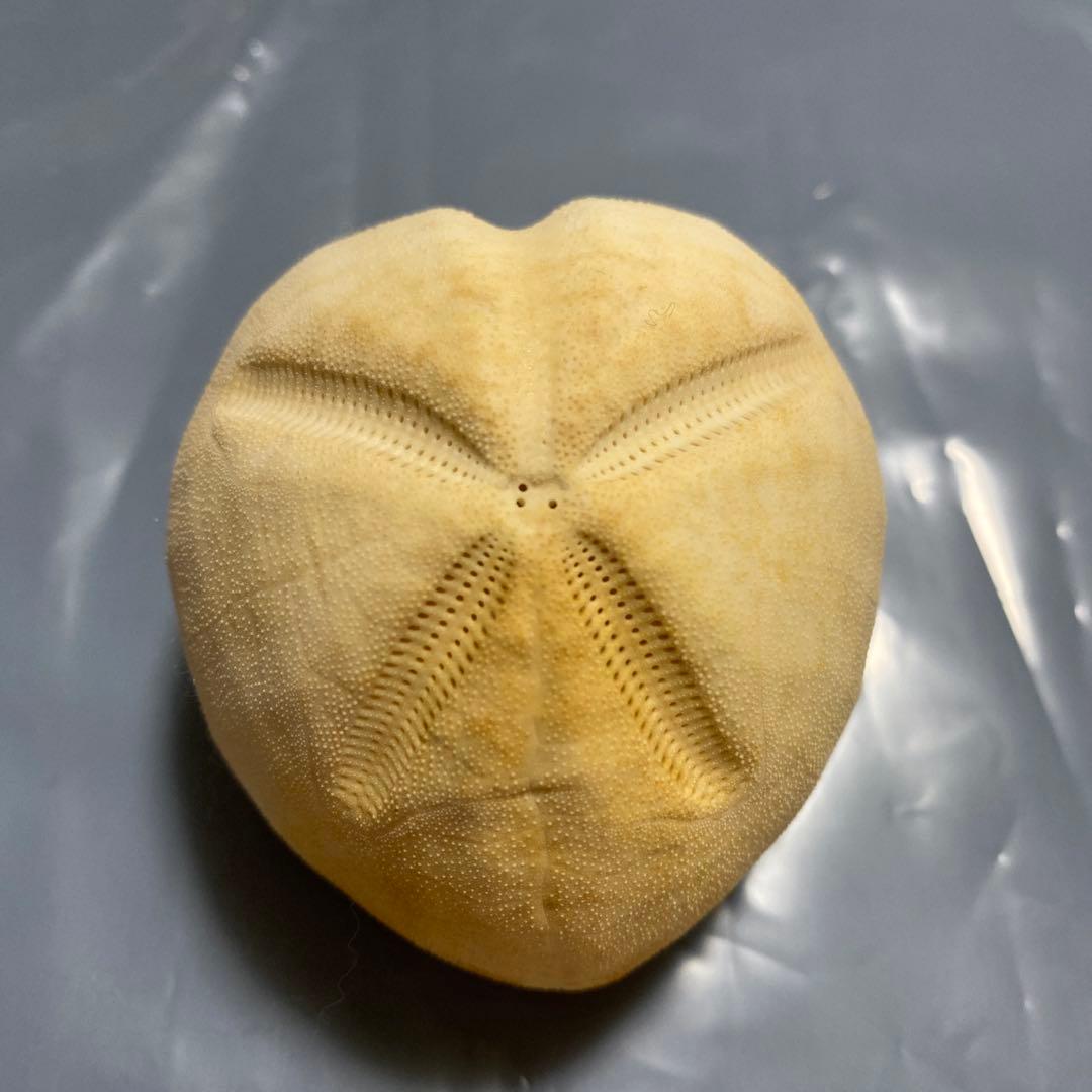 外国ブンブク♡ウニ殻♡標本 ブンブク♡ウニ殻♡標本 骨格 標本 ウニ