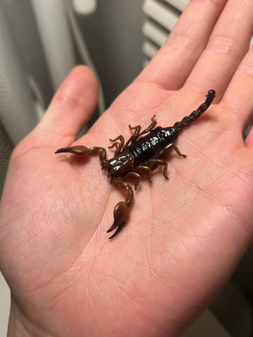 バンダイ いきもの大図鑑 サソリ レッドクロウエンペラースコーピオン