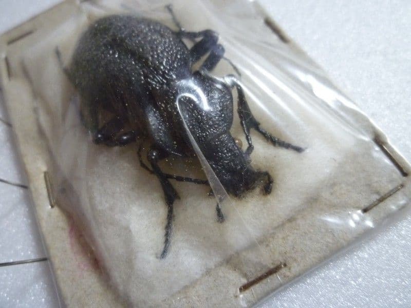 外国産オサムシ標本】ギガスイボハダオサムシ/スロベニア産/44mm