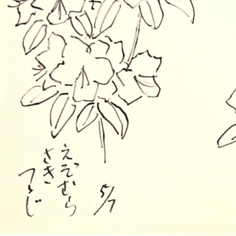 ☆坂本直行☆「 エゾムラサキツツジ 」ペン画　大衣　未使用!