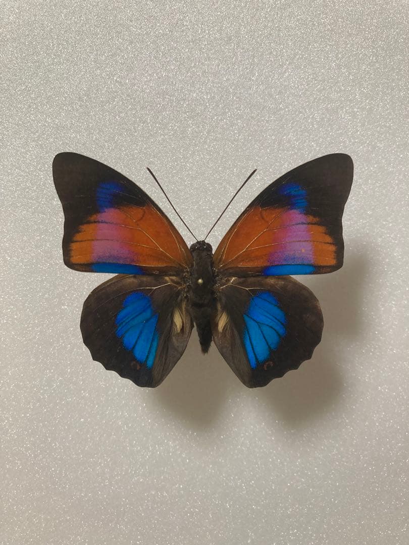 ハイブリッド型】アグリアス（オス、ペルー産）