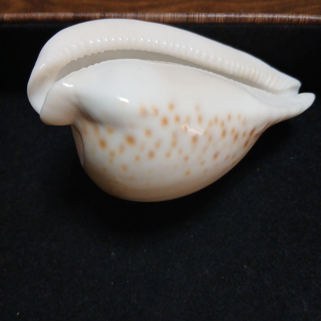 貝殻 タカラガイ約9.8cm