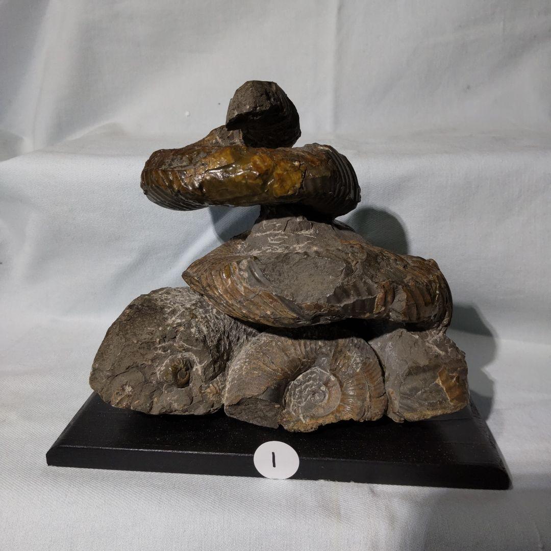 『ちび様』専用取引品、北海道アンモナイト化石　異常巻３点＋正常巻１点