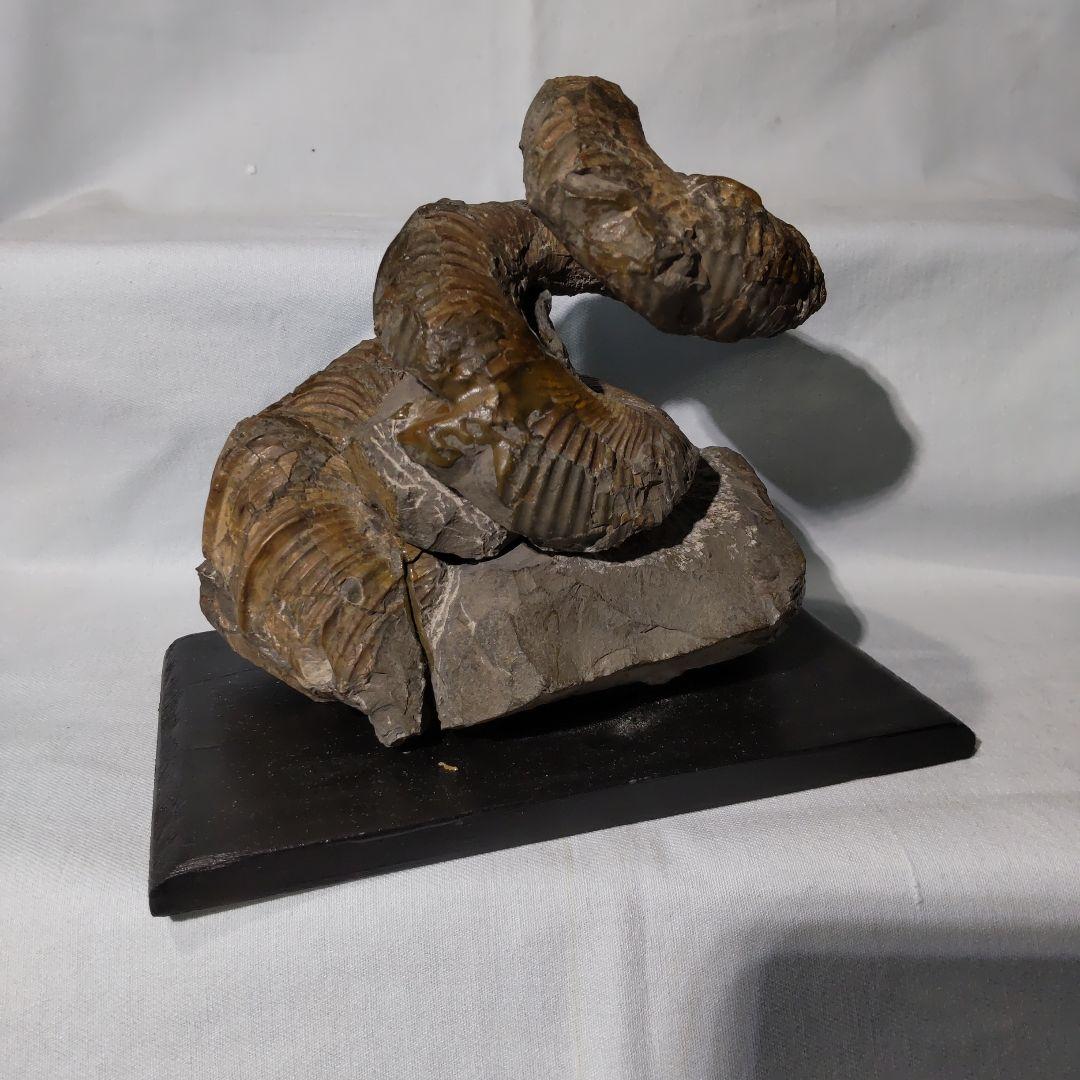 『ちび様』専用取引品、北海道アンモナイト化石　異常巻３点＋正常巻１点